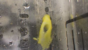Media type: image;   Invertebrate Zoology 153113 Description: live specimen;